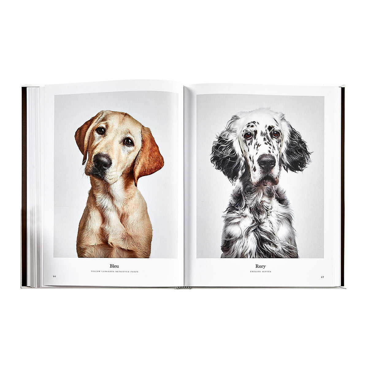 Good Dog: A Selection of Portraits by Randal Ford