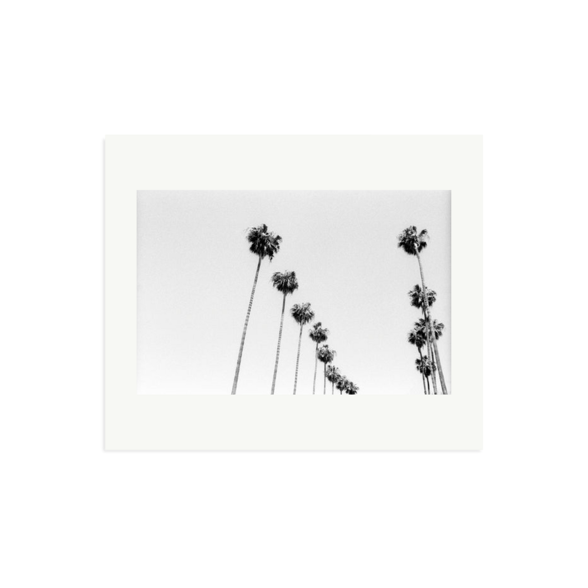 LA Palms Framed Print Print Only Large