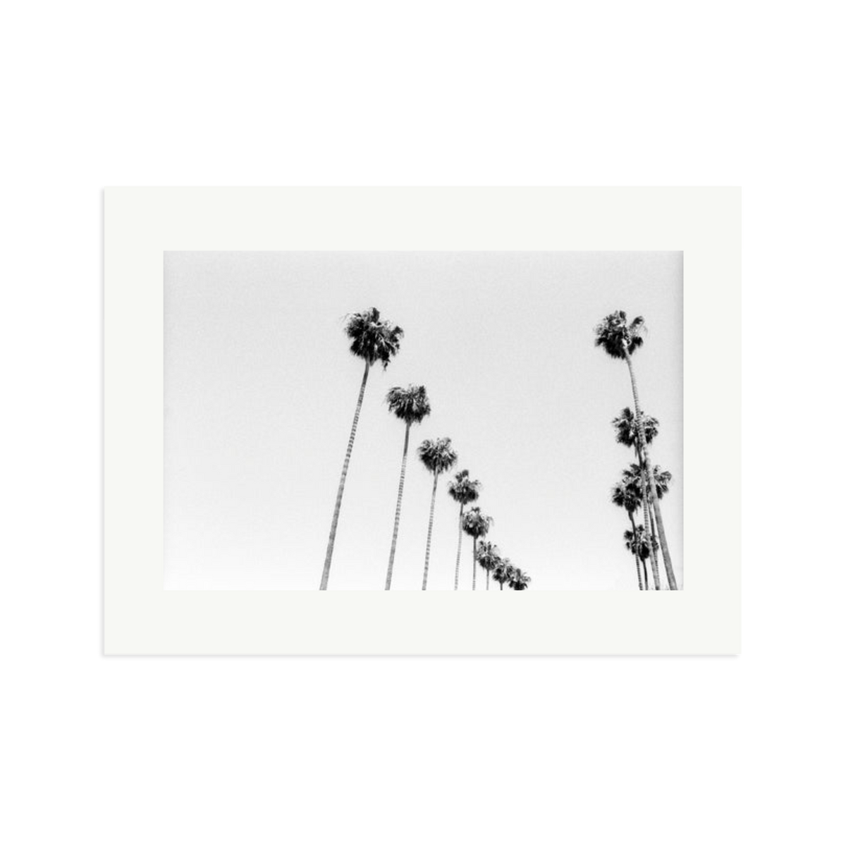 LA Palms Framed Print Print Only XL