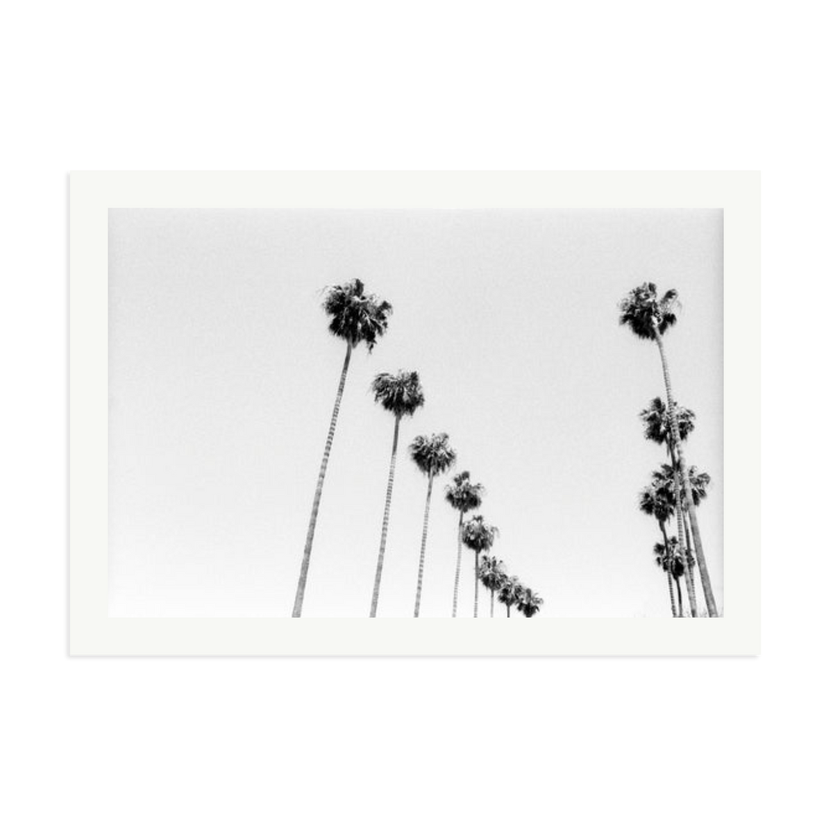 LA Palms Framed Print Print Only XXL