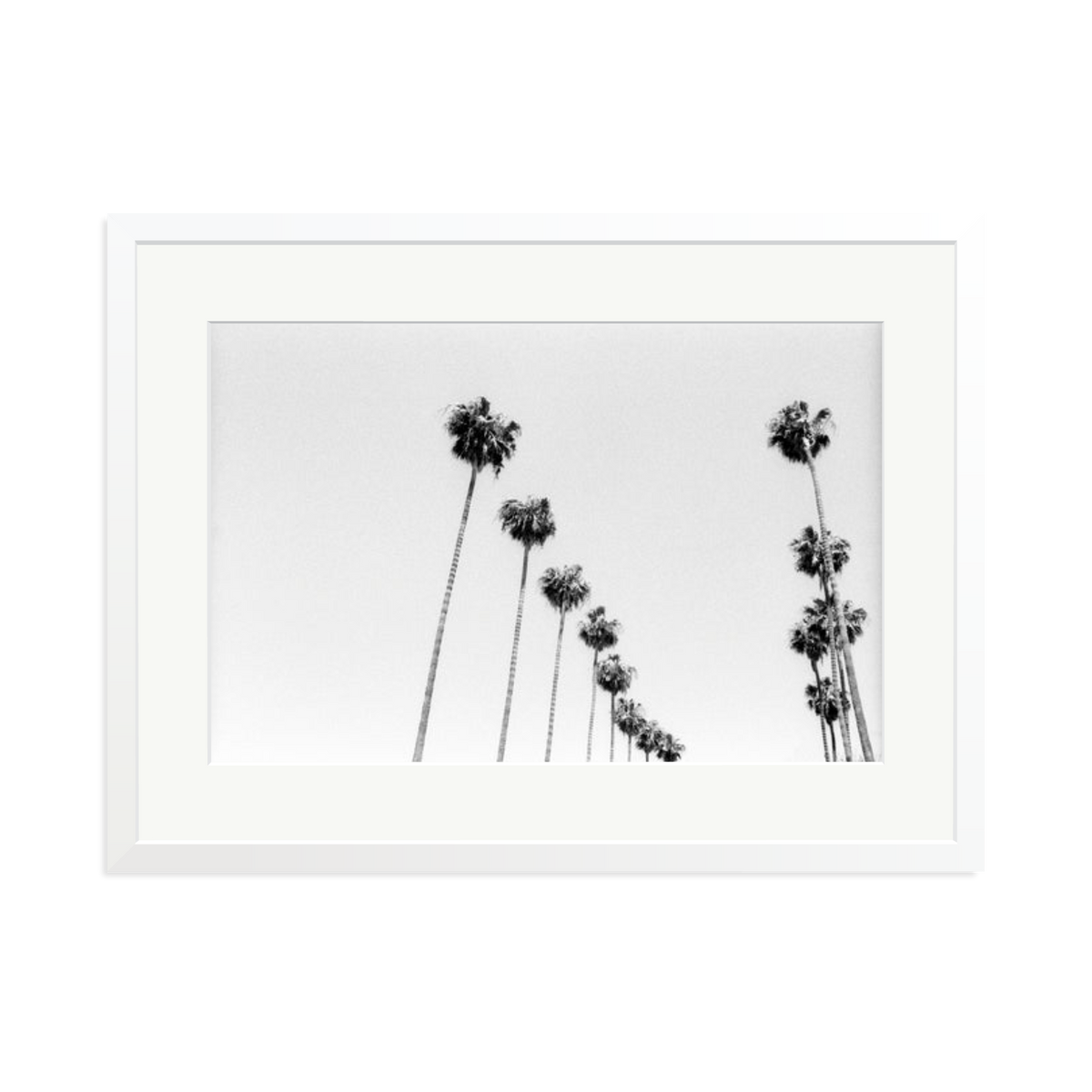 LA Palms Framed Print White XL