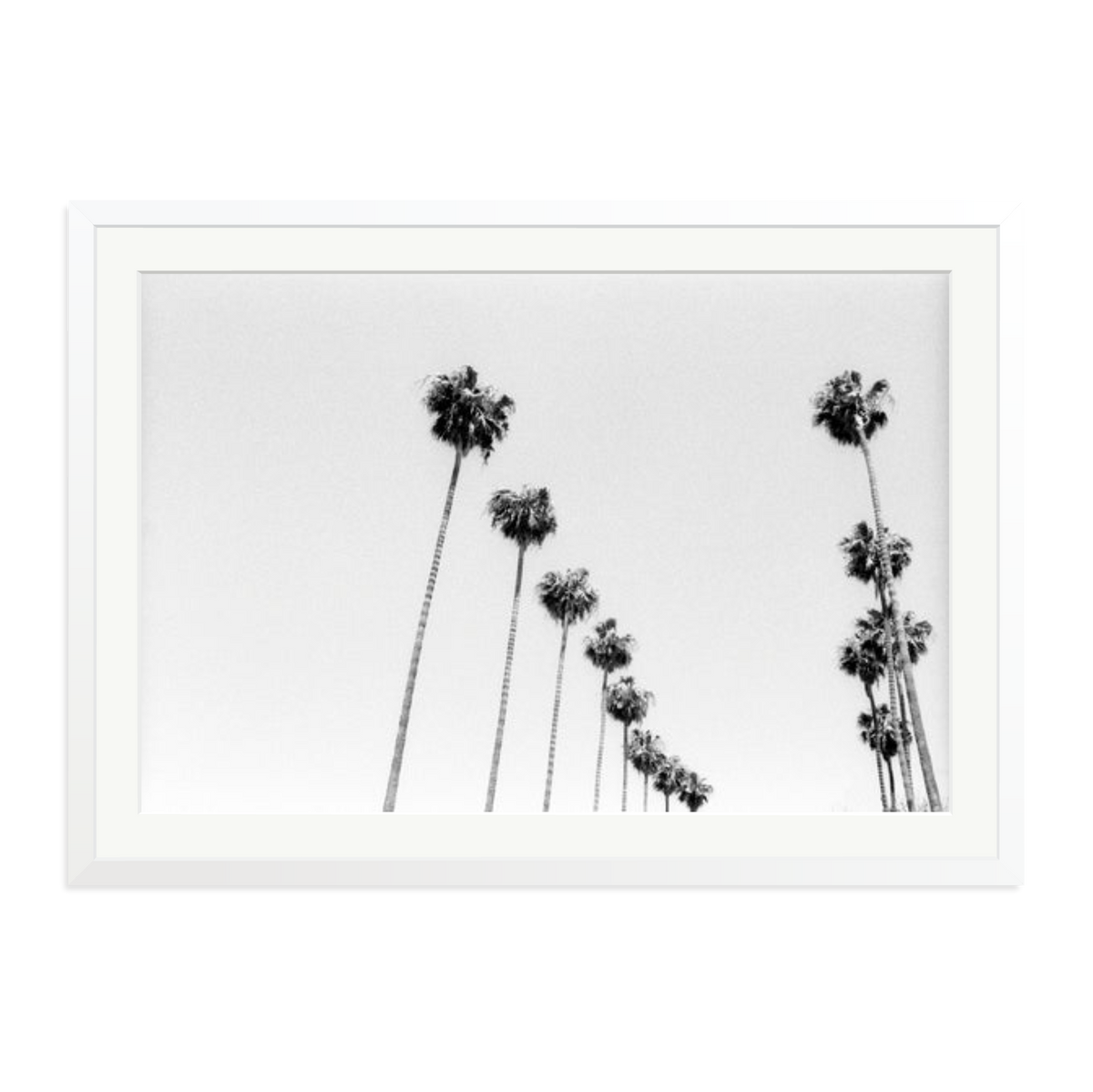 LA Palms Framed Print White XXL