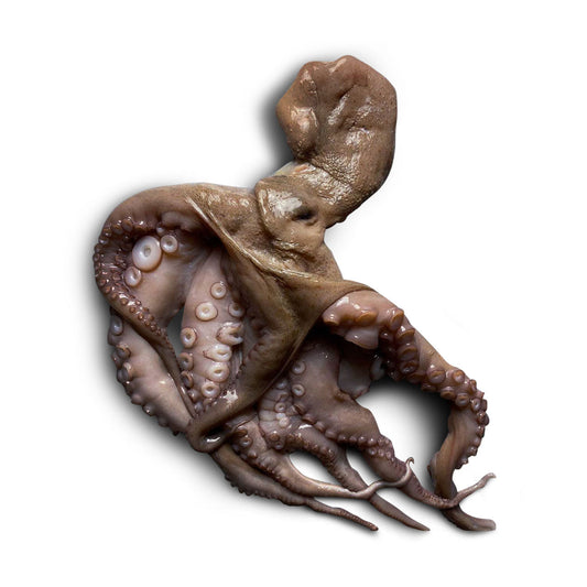 Spanish Octopus