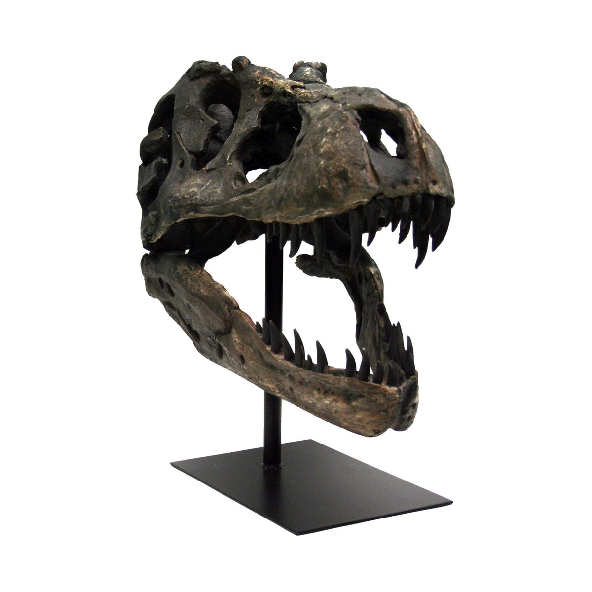 Faux T-Rex Tyrannosaurus Rex Skull