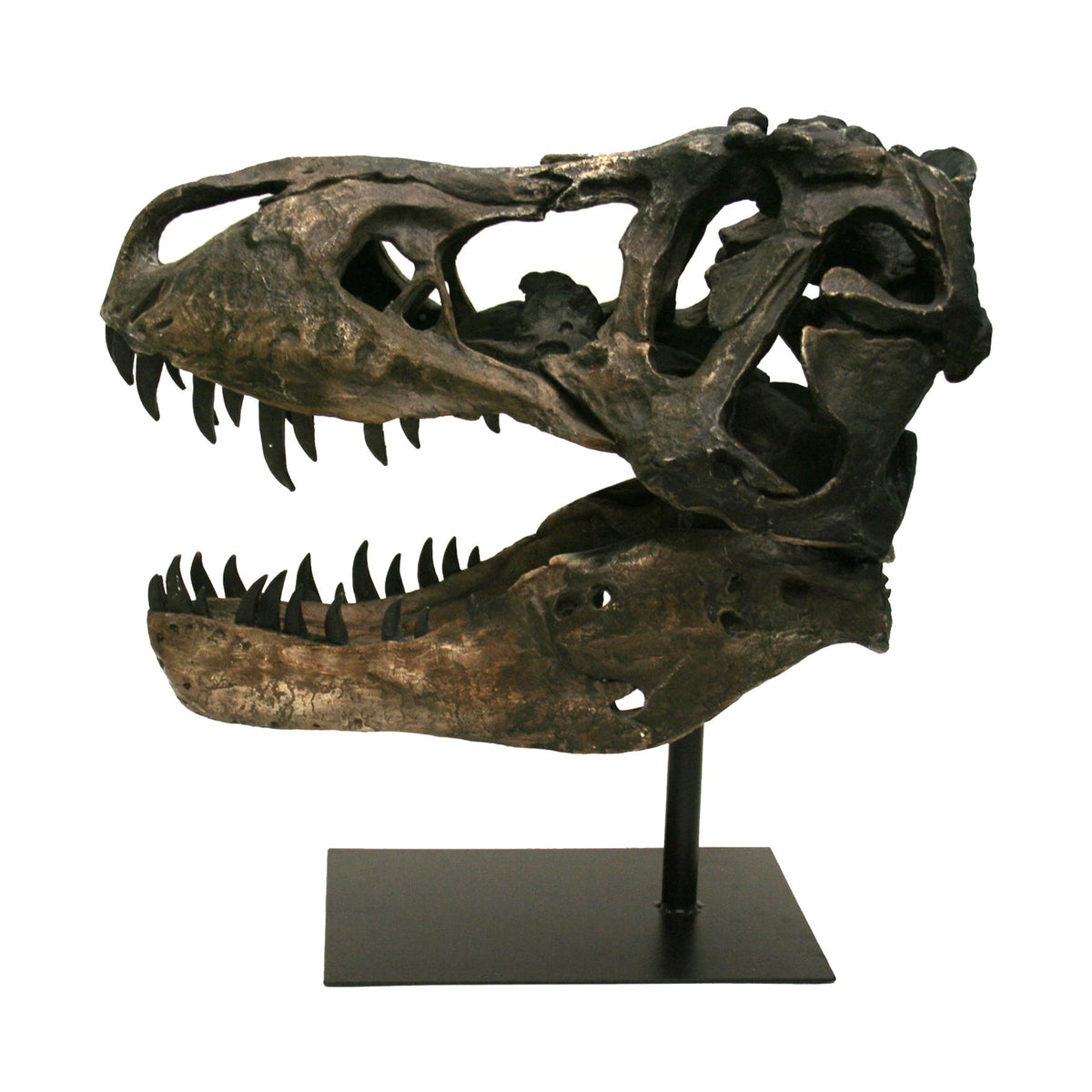 Faux T-Rex Tyrannosaurus Rex Skull